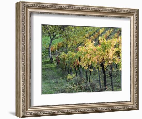 Italy, Tuscany. Vineyard in Autumn in the Chianti Region of Tuscany-Julie Eggers-Framed Photographic Print