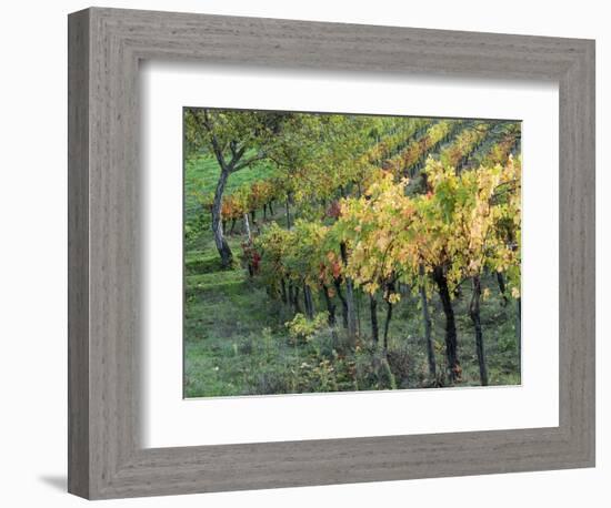 Italy, Tuscany. Vineyard in Autumn in the Chianti Region of Tuscany-Julie Eggers-Framed Photographic Print