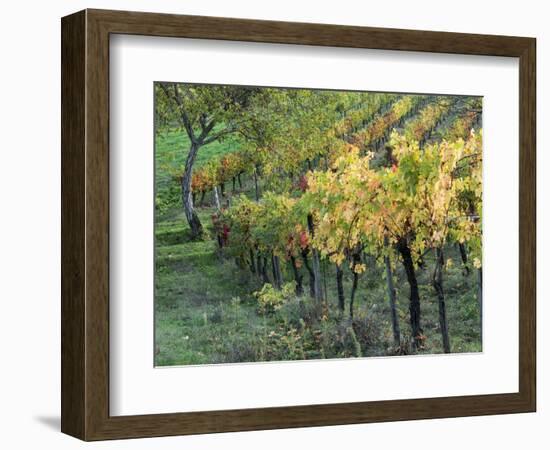 Italy, Tuscany. Vineyard in Autumn in the Chianti Region of Tuscany-Julie Eggers-Framed Photographic Print