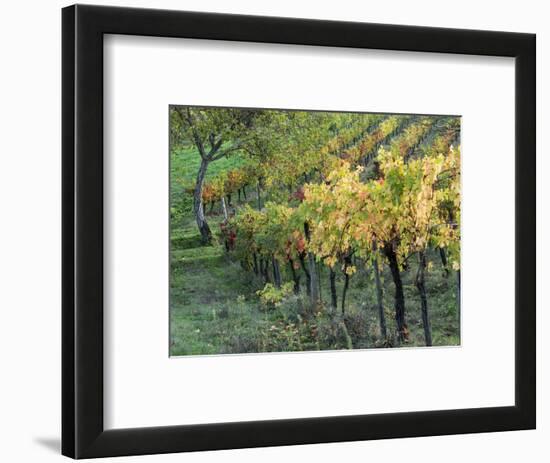 Italy, Tuscany. Vineyard in Autumn in the Chianti Region of Tuscany-Julie Eggers-Framed Photographic Print