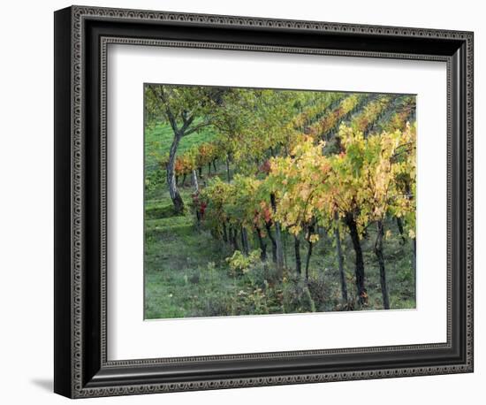 Italy, Tuscany. Vineyard in Autumn in the Chianti Region of Tuscany-Julie Eggers-Framed Photographic Print