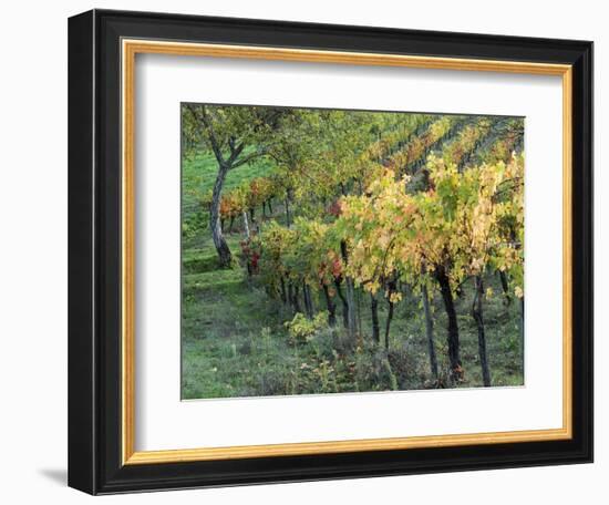 Italy, Tuscany. Vineyard in Autumn in the Chianti Region of Tuscany-Julie Eggers-Framed Photographic Print