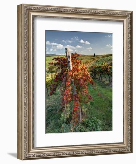 Italy,Tuscany. Vineyard in Autumn in the Chianti Region of Tuscany-Julie Eggers-Framed Photographic Print