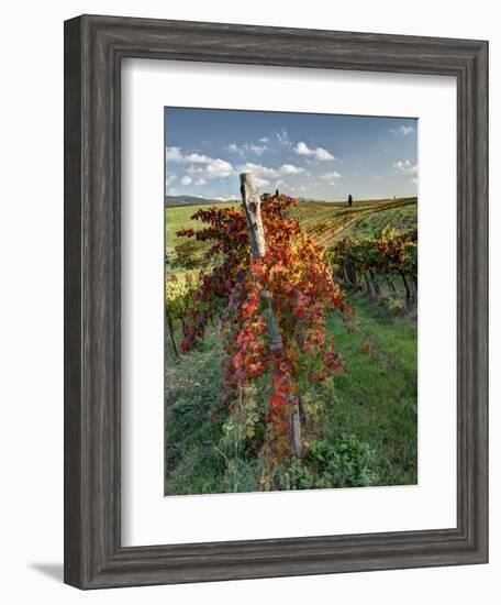 Italy,Tuscany. Vineyard in Autumn in the Chianti Region of Tuscany-Julie Eggers-Framed Photographic Print