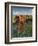 Italy,Tuscany. Vineyard in Autumn in the Chianti Region of Tuscany-Julie Eggers-Framed Photographic Print