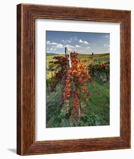 Italy,Tuscany. Vineyard in Autumn in the Chianti Region of Tuscany-Julie Eggers-Framed Photographic Print