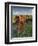 Italy,Tuscany. Vineyard in Autumn in the Chianti Region of Tuscany-Julie Eggers-Framed Photographic Print