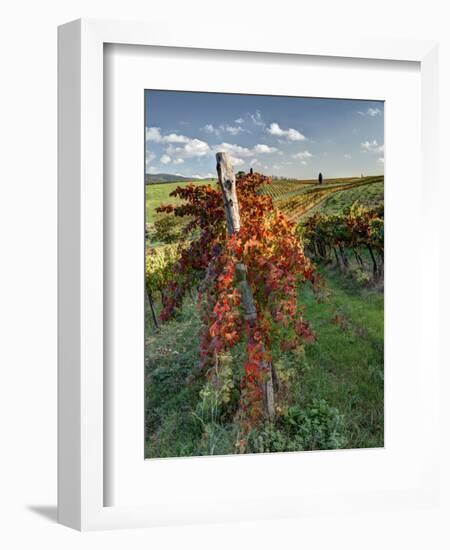 Italy,Tuscany. Vineyard in Autumn in the Chianti Region of Tuscany-Julie Eggers-Framed Photographic Print