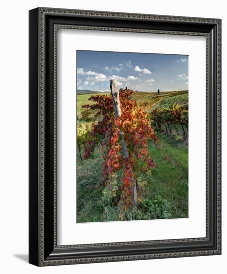 Italy,Tuscany. Vineyard in Autumn in the Chianti Region of Tuscany-Julie Eggers-Framed Photographic Print