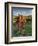 Italy,Tuscany. Vineyard in Autumn in the Chianti Region of Tuscany-Julie Eggers-Framed Photographic Print