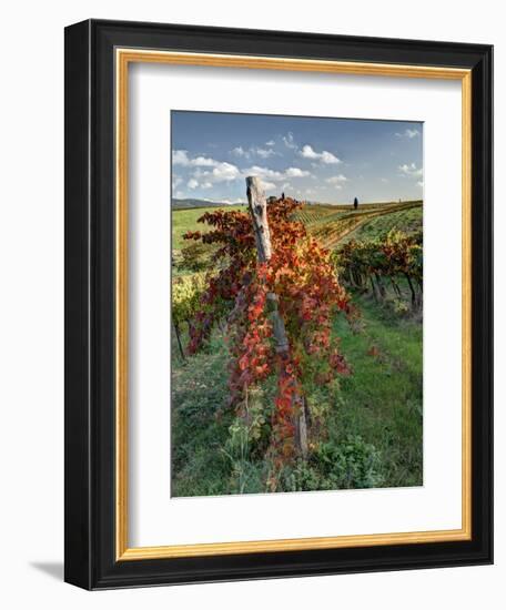 Italy,Tuscany. Vineyard in Autumn in the Chianti Region of Tuscany-Julie Eggers-Framed Photographic Print