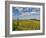 Italy, Tuscany. Vineyard leading to a farmhouse in Tuscany with blue skies and puffy clouds.-Julie Eggers-Framed Photographic Print