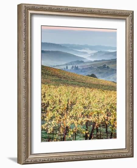 Italy, Tuscany. Vineyard with Foggy Valley Beyond in Chianti Region-Julie Eggers-Framed Photographic Print