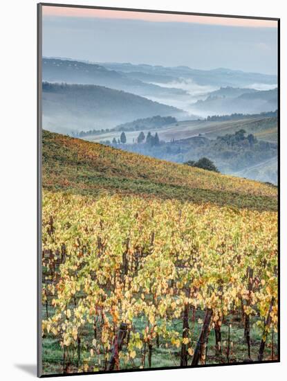 Italy, Tuscany. Vineyard with Foggy Valley Beyond in Chianti Region-Julie Eggers-Mounted Photographic Print