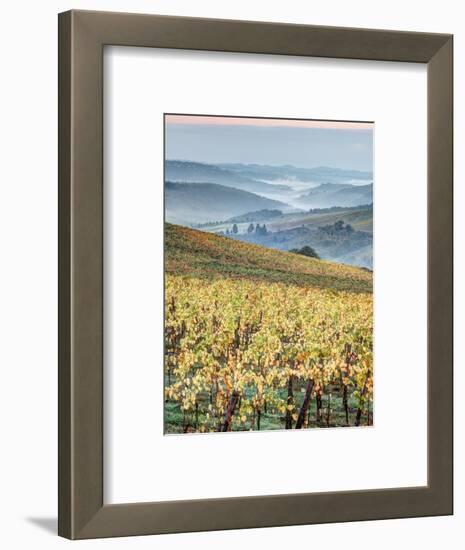 Italy, Tuscany. Vineyard with Foggy Valley Beyond in Chianti Region-Julie Eggers-Framed Photographic Print