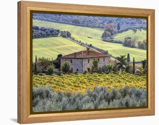 Italy, Tuscany. Vineyards and Olive Trees in Autumn by a House-Julie Eggers-Framed Premier Image Canvas