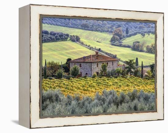 Italy, Tuscany. Vineyards and Olive Trees in Autumn by a House-Julie Eggers-Framed Premier Image Canvas