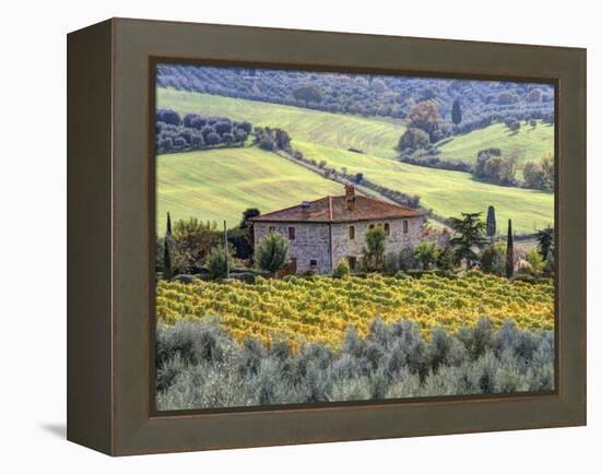 Italy, Tuscany. Vineyards and Olive Trees in Autumn by a House-Julie Eggers-Framed Premier Image Canvas