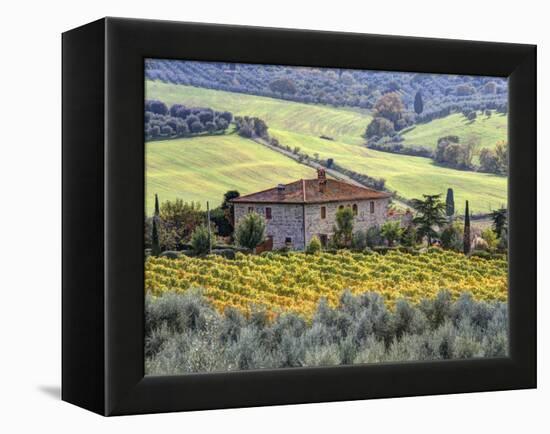 Italy, Tuscany. Vineyards and Olive Trees in Autumn by a House-Julie Eggers-Framed Premier Image Canvas