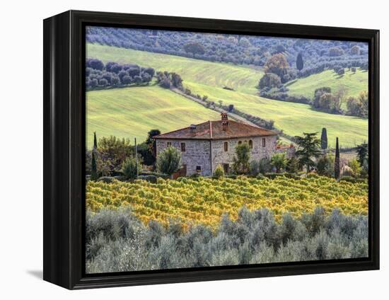 Italy, Tuscany. Vineyards and Olive Trees in Autumn by a House-Julie Eggers-Framed Premier Image Canvas