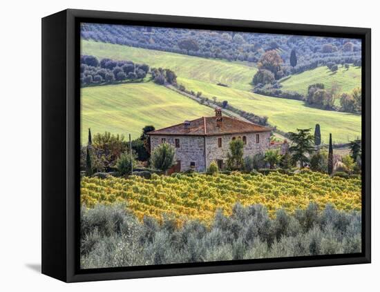 Italy, Tuscany. Vineyards and Olive Trees in Autumn by a House-Julie Eggers-Framed Premier Image Canvas