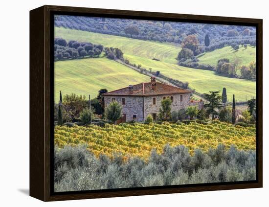 Italy, Tuscany. Vineyards and Olive Trees in Autumn by a House-Julie Eggers-Framed Premier Image Canvas