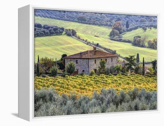 Italy, Tuscany. Vineyards and Olive Trees in Autumn by a House-Julie Eggers-Framed Premier Image Canvas