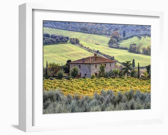 Italy, Tuscany. Vineyards and Olive Trees in Autumn by a House-Julie Eggers-Framed Photographic Print