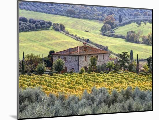 Italy, Tuscany. Vineyards and Olive Trees in Autumn by a House-Julie Eggers-Mounted Photographic Print