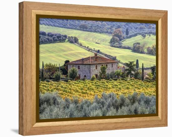 Italy, Tuscany. Vineyards and Olive Trees in Autumn by a House-Julie Eggers-Framed Premier Image Canvas