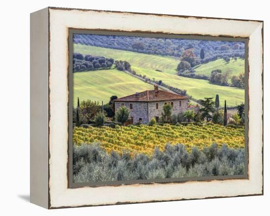 Italy, Tuscany. Vineyards and Olive Trees in Autumn by a House-Julie Eggers-Framed Premier Image Canvas