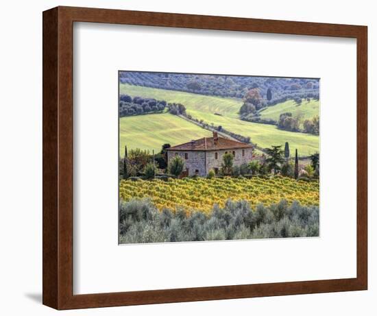 Italy, Tuscany. Vineyards and Olive Trees in Autumn by a House-Julie Eggers-Framed Photographic Print