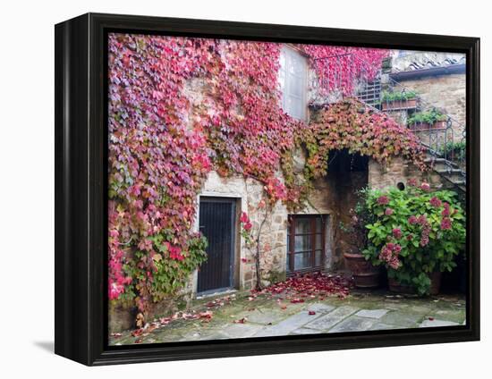 Italy, Tuscany, Volpaia. Red Ivy Covering the Walls of the Buildings-Julie Eggers-Framed Premier Image Canvas