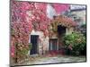 Italy, Tuscany, Volpaia. Red Ivy Covering the Walls of the Buildings-Julie Eggers-Mounted Photographic Print