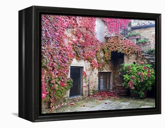 Italy, Tuscany, Volpaia. Red Ivy Covering the Walls of the Buildings-Julie Eggers-Framed Premier Image Canvas