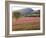 Italy, Umbria, Campi, a Field of Sainfoin Outside the Small and Ancient Village of Campi, Near Norc-Katie Garrod-Framed Photographic Print