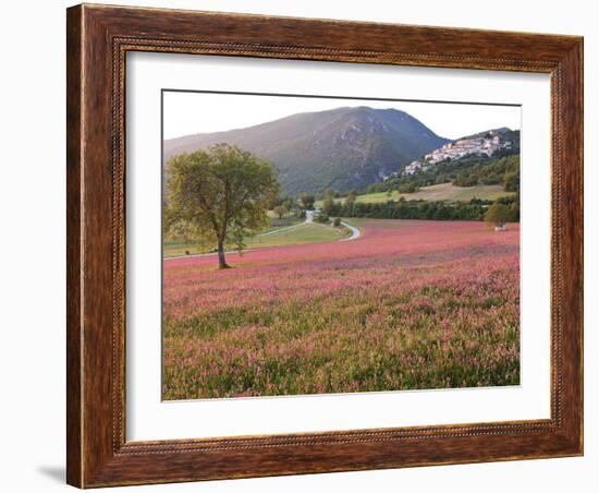 Italy, Umbria, Campi, a Field of Sainfoin Outside the Small and Ancient Village of Campi, Near Norc-Katie Garrod-Framed Photographic Print