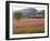 Italy, Umbria, Campi, a Field of Sainfoin Outside the Small and Ancient Village of Campi, Near Norc-Katie Garrod-Framed Photographic Print