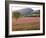 Italy, Umbria, Campi, a Field of Sainfoin Outside the Small and Ancient Village of Campi, Near Norc-Katie Garrod-Framed Photographic Print