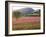 Italy, Umbria, Campi, a Field of Sainfoin Outside the Small and Ancient Village of Campi, Near Norc-Katie Garrod-Framed Photographic Print