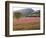 Italy, Umbria, Campi, a Field of Sainfoin Outside the Small and Ancient Village of Campi, Near Norc-Katie Garrod-Framed Photographic Print