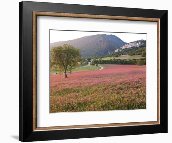 Italy, Umbria, Campi, a Field of Sainfoin Outside the Small and Ancient Village of Campi, Near Norc-Katie Garrod-Framed Photographic Print
