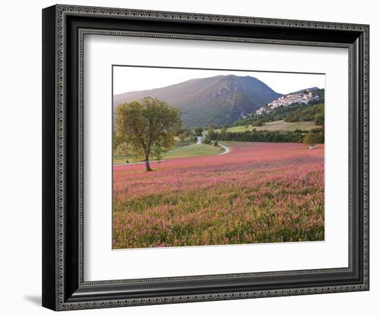 Italy, Umbria, Campi, a Field of Sainfoin Outside the Small and Ancient Village of Campi, Near Norc-Katie Garrod-Framed Photographic Print