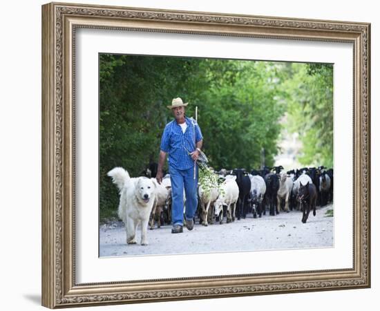 Italy, Umbria, Campi, a Shepherd Bringing His Flock Down from the Hills, with the Help of His Dogs-Katie Garrod-Framed Photographic Print