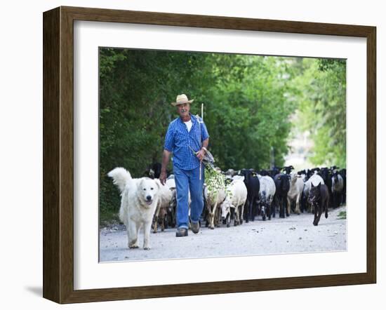 Italy, Umbria, Campi, a Shepherd Bringing His Flock Down from the Hills, with the Help of His Dogs-Katie Garrod-Framed Photographic Print