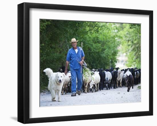Italy, Umbria, Campi, a Shepherd Bringing His Flock Down from the Hills, with the Help of His Dogs-Katie Garrod-Framed Photographic Print