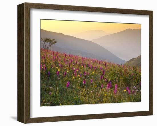 Italy, Umbria, Forca Canapine, Pink Orchids Growing at the Forca Canapine, Monti Sibillini National-Katie Garrod-Framed Photographic Print