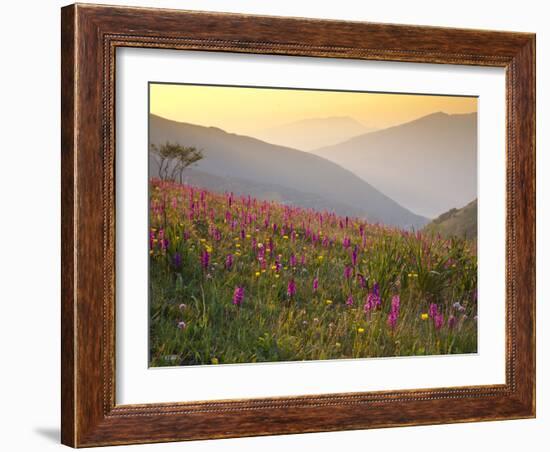 Italy, Umbria, Forca Canapine, Pink Orchids Growing at the Forca Canapine, Monti Sibillini National-Katie Garrod-Framed Photographic Print