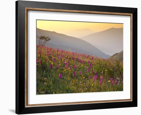 Italy, Umbria, Forca Canapine, Pink Orchids Growing at the Forca Canapine, Monti Sibillini National-Katie Garrod-Framed Photographic Print