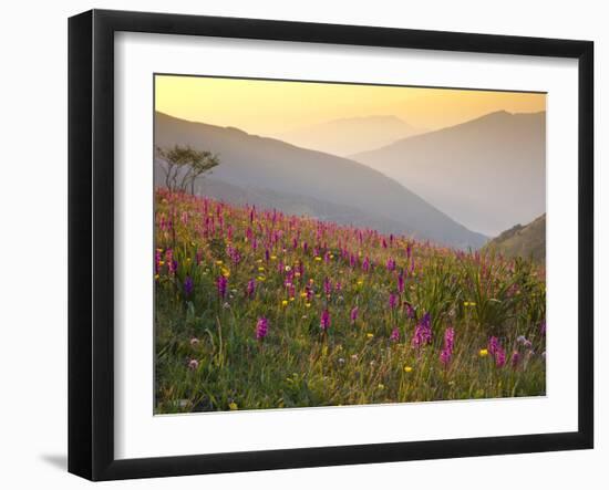 Italy, Umbria, Forca Canapine, Pink Orchids Growing at the Forca Canapine, Monti Sibillini National-Katie Garrod-Framed Photographic Print